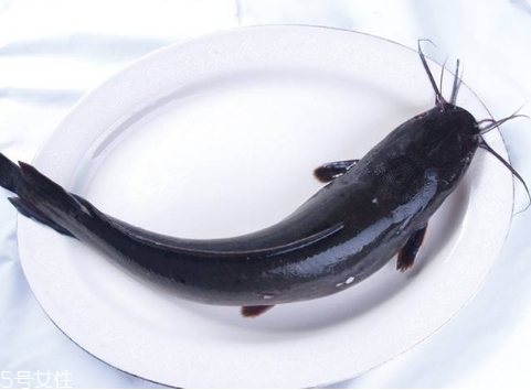 鲶鱼小知识,什么是鲶鱼