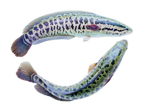 黑鱼滑滑的怎么处理,黑鱼怎样杀才是正确的