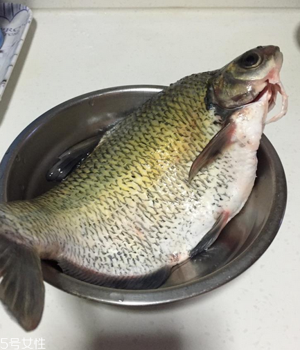 鳊鱼和武昌鱼的区别图,鳊鱼和武昌鱼的区别在哪里? 鳊鱼和武昌鱼的区别图,鳊鱼和武昌鱼的区别在哪里?