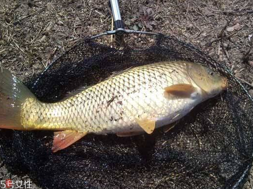 鲤鱼药用功效,鲤鱼功效及作用