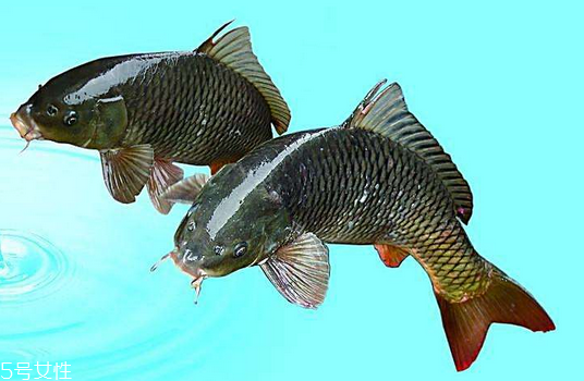 鲤鱼为什么是发物?,鲤鱼为什么是发物,鲫鱼不是