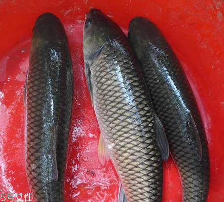 罗非鱼营养价值和功效,罗非鱼营养价值高吗