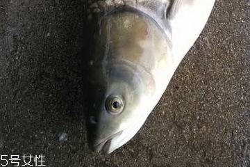 草鱼的生活环境和特征,草鱼生长环境