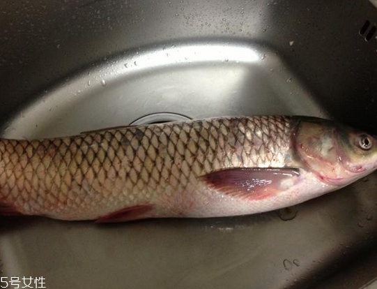 草鱼外形特征,草鱼外形特征的图片