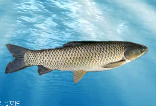 草鱼的营养价值及功效,草鱼的营养价值及功效和作用禁忌