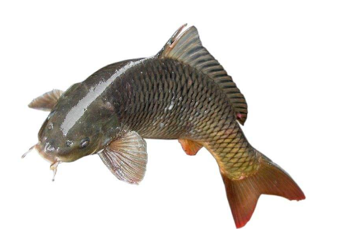 鲫鱼和草鱼有什么区别,鲫鱼和草鱼一样吗