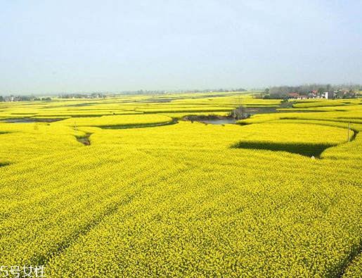 如何选择菜籽油,怎样选食用菜籽油 如何选择菜籽油,怎样选食用菜籽油