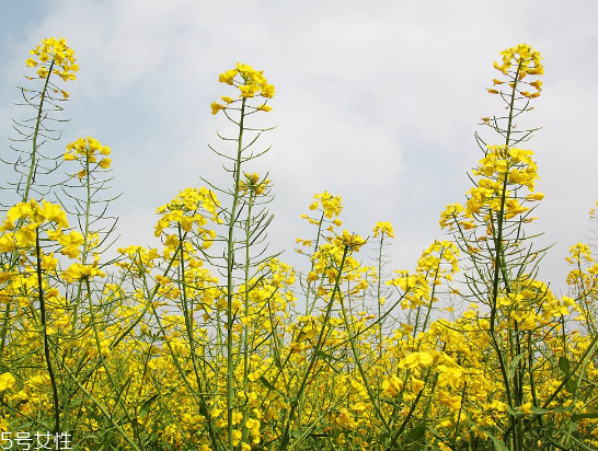 菜籽油怎么样沉淀更快,什么牌子菜籽油最好最健康