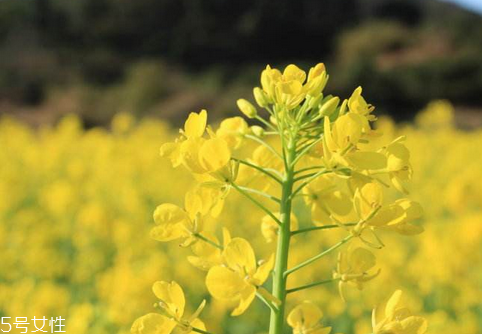 福临门醇香菜籽油介绍,纯乡四川菜籽油介绍