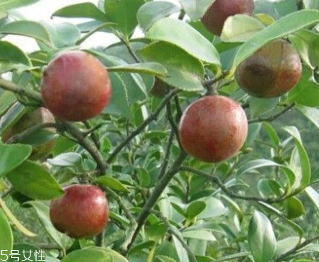 茶油和橄榄油哪个好,茶籽油和橄榄油哪个好