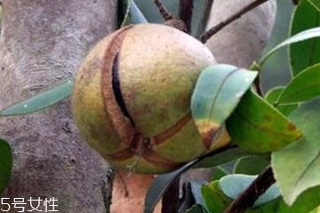 山茶油的特点,什么是山茶油