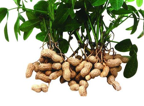 花生油制作方法,花生油的制作过程 花生油制作方法,花生油的制作过程