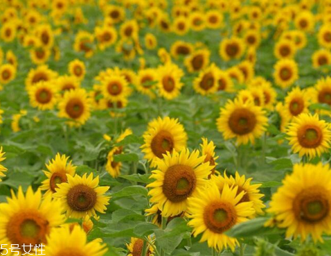 葵花籽油加热会致癌吗,葵花籽油炒菜好不好