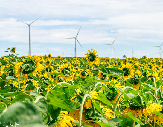 玉米油,葵花籽油哪个好,玉米油和菜籽油哪个好