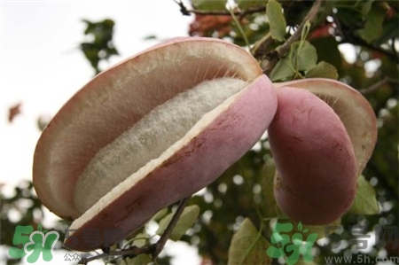 八月炸好吃吗(八月炸好吃吗)