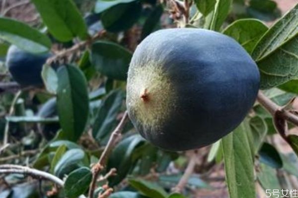 吃霹雳果有什么好处呢(霹雳果的功效)