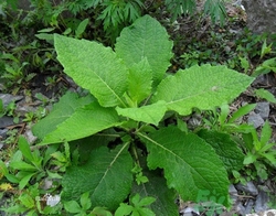 鹿活草在剧中(鹿活草真的存在吗)