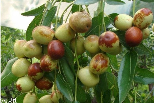 吃枣子拉肚子的原因(吃枣子拉肚子是什么原因)