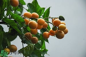 孕妇能大量吃黄皮果吗(孕妇可以吃黄皮果吗)