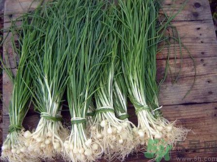 山蒜功效作用(山蒜的作用和功效)