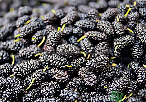 孕妇吃桑葚的注意事项(孕妇吃桑葚的禁忌) 孕妇吃桑葚的注意事项(孕妇吃桑葚的禁忌)