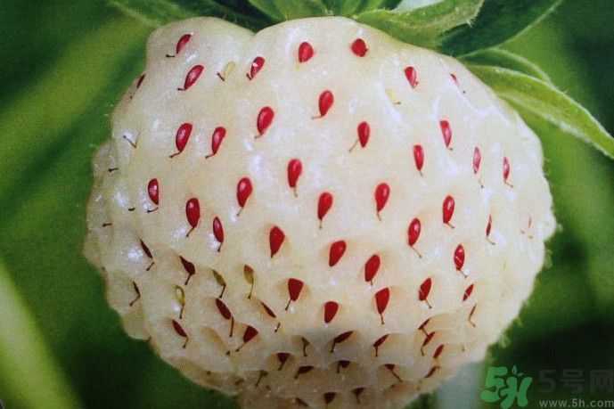 你还吃过哪些奇特的水果(最奇特的水果)