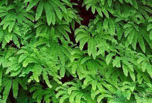 蕨菜的基本功效(蕨菜的功效作用)