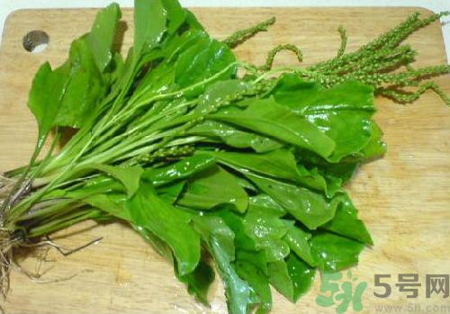 车前草治痛风偏方(车前草治疗痛风偏方)