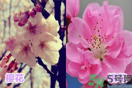 桃花可以吃吗？(桃花可以吃吗?)