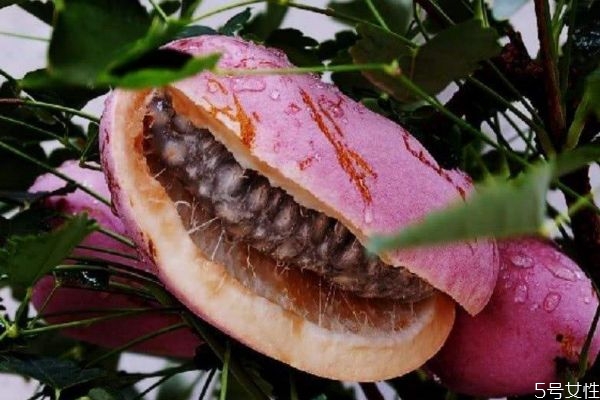 林允同款洗脸扑(林允同款洗脸扑)