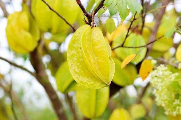 wlab粉底液黑瓶和白瓶区别,wlab素颜霜黑盖和白盖区别