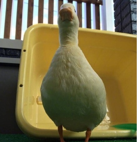 2018韩国短发流行发色图片(韩国流行的短发发型图片) 2018韩国短发流行发色图片(韩国流行的短发发型图片)