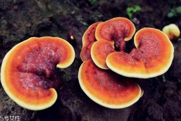 灵芝主要成份和神奇疗效(灵芝的有效成分) 灵芝主要成份和神奇疗效(灵芝的有效成分)