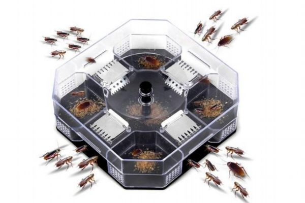 蟑螂怕樟脑丸吗(蟑螂怕樟脑丸吗?怎么清除蟑螂?)