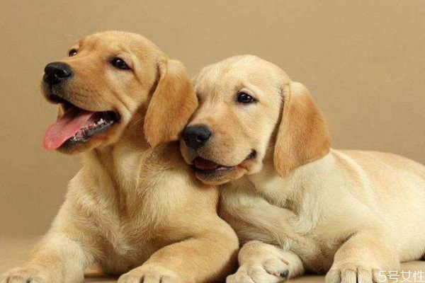 什么人群不适合养宠物呢(什么样的人不适合养宠物)