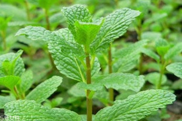 薄荷的只要产地是哪里呢(薄荷的主产地是哪里)