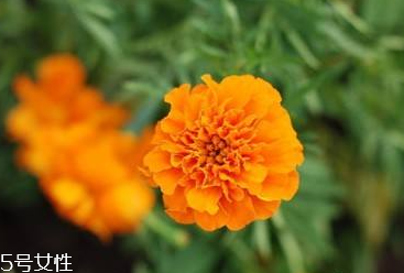 叶黄素对眼睛的作用(叶黄素对眼睛的作用和功效)