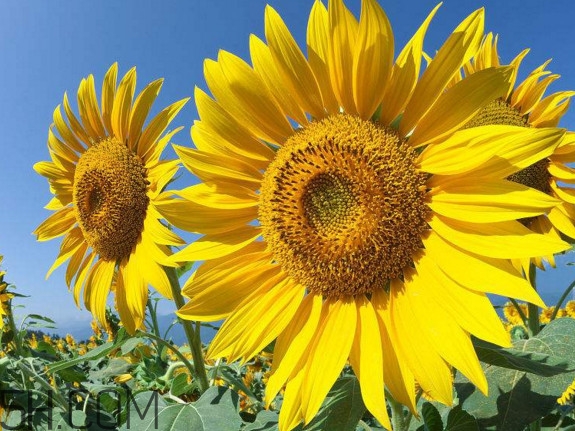 向日葵什么时候成熟季节,向日葵的品种有哪些