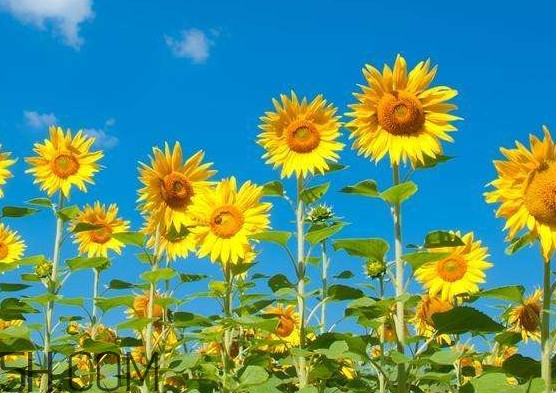 向日葵的花语是什么意思,向日葵的花语是什么?向日葵的寓意是什么 向日葵的花语是什么意思,向日葵的花语是什么?向日葵的寓意是什么