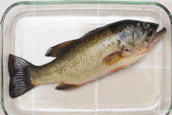 海鲈鱼怎么挑选呢(如何挑选海鲈鱼) 海鲈鱼怎么挑选呢(如何挑选海鲈鱼)