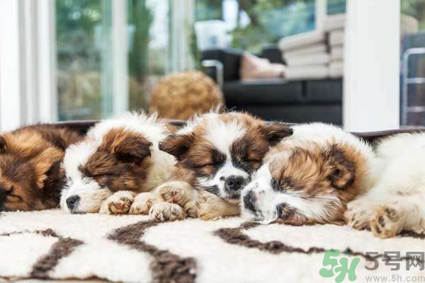 被一堆小狗包围(被一群狗包围了怎么办)