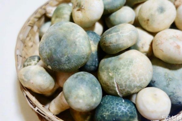 青头菌孕妇可以吃吗(青头菌孕妇可以吃吗)