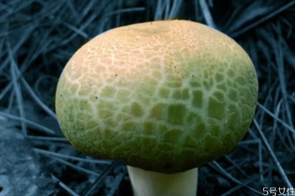 青头菌主要生长在哪里呢(青头菌是什么)