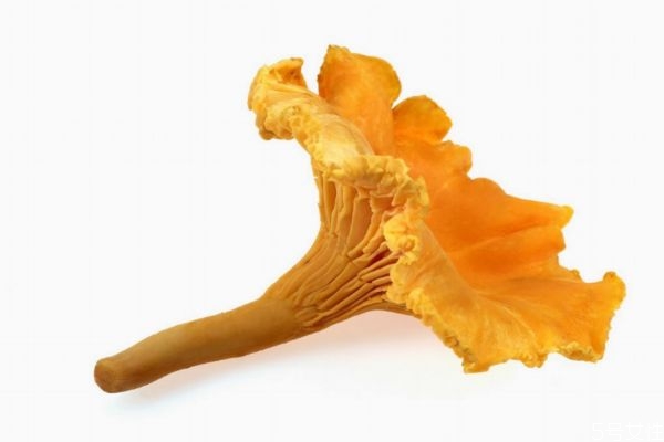 鸡油菌的生长环境是怎么样的呢(鸡油菌是什么) 鸡油菌的生长环境是怎么样的呢(鸡油菌是什么)