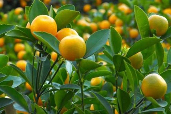 吃金桔皮肤变黄怎么办(吃金桔皮肤会变黄吗)