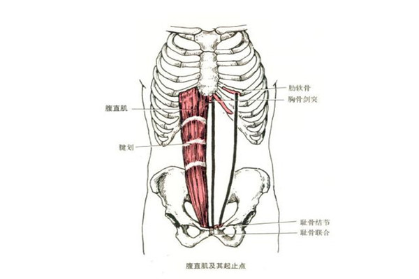 腹直肌分离锻炼的方法(腹直肌分离怎么锻炼)