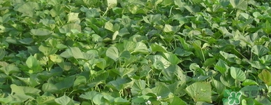 红薯叶的营养成分表,红薯叶的营养成分和功效作用