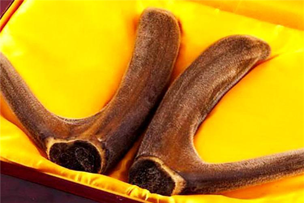 怎么辨别鹿茸的真假,鹿茸一般在哪里买的真