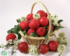 怀孕能不能吃李子,孕妇能吃李子吗中期