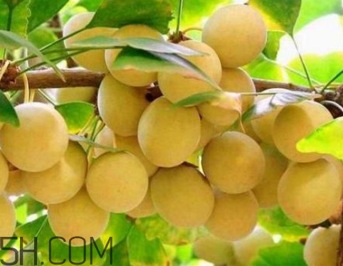 银杏树叶能食用吗,银杏叶可以食用吗